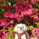 공음농장 | 고창가볼만한곳..#고창청보리축제#고창읍성나들이후기#고창오거리식당당..2025.05.04..다시 찾아본고창...