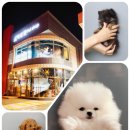 인천 강아지고양이 분양 미유펫 이미지
