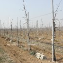 은재농원 이미지