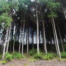 하동편백자연휴양림 이미지