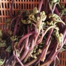 가영농장 이미지