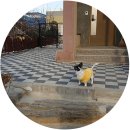 바우바우애견펜션 이미지