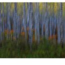 자작나무 숲 이미지