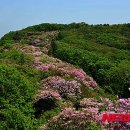 철쭉동산 이미지