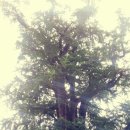 용문산푸른공원 이미지