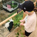 삼오농장 이미지