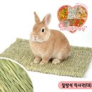 앵무새둥지