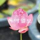 연꽃냉면 이미지