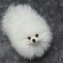 Pom생Pom사 이미지