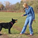 펫 매니저 이미지