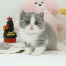 라온캣 잠실고양이분양 | 송파고양이분양 믿고 맡길 곳 찾는다면? 잠실 라온캣이 정답이에요!