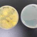 누룩푸드 이미지