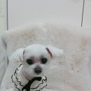 몽몽샬롱 이미지