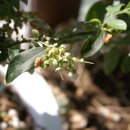 썬샤인브릿지 이미지