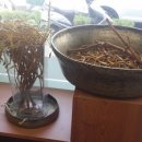 겨우살이 상계탕 이미지