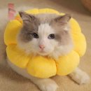 제이 애견 미용 이미지