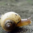 키친달팽이 이미지