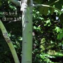 오동잎노래연습장 | [국진이의 이야기] 5월 8일 (금) - 벽오동 (碧梧桐)