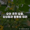 오이 추천 모음, 싱싱함과 활용법 정리