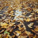 ㈜괴산청천절임배추 | 문광저수지, 주변볼거리,인기이유, 단풍후기 이때가야~~