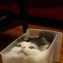 고양이집 이미지