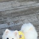 델리키아 이미지