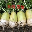 무 이미지