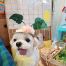 펫지살롱 이미지