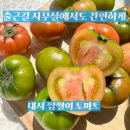출근길 사무실에서도 간편하게 바쁜 직장인을 위한 건강 간식 대저 짭짤이 토마토가 딱인 이유