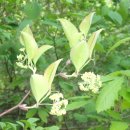 상록수(Evergreen) 이미지
