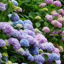 다누비 열차 이미지