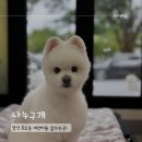 구개들 | 본오동 애견미용샵 나누구개! 폼피츠 전체 가위컷 미용 후기