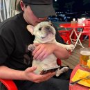 노랑통닭(송도점) | 포항 송도 해수욕장이 한눈에 보이는 오션뷰 애견동반 야장 치킨 맛집 내돈내산 후기 : 노랑통닭 송도점