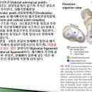 [11강-발목/발-13](92강) 먼쪽발목뼈사이관절,발목발허리관절(TMT관절),엄지TM관절의 기전 이미지