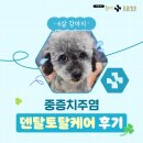 삼정동물병원 | 장산역강아지동물병원, 중증치주염 덴탈토탈케어 후기