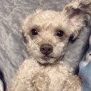 호포주유소 | 부산근교 양산 호포금곡카페 트레몬토 710 귀여운 토끼카페