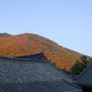 단풍이야기 이미지