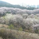 안산 야간 산행..(2010년 4월 16일 금요일)...토요산행으로 대신합니다..(종료) 이미지