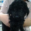 펫토피아 동물병원 이미지