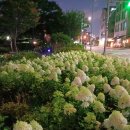 수국정원 이미지