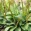 (주)질경이 이미지