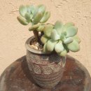 소래화원 이미지