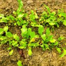 덕연농장 이미지