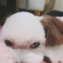 예쁘개해줄개 이미지