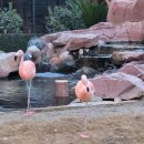 더밤S호텔 | 라스베가스 가성비 호텔 위치 좋은 플라밍고 불만족 후기