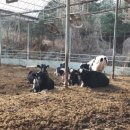 원천목장 이미지