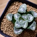 성애농장 이미지