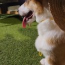 강아지트 이미지