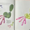 세밀화 보타니컬아트 이미지