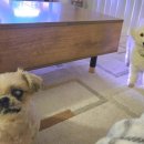 털뭉치들 이미지